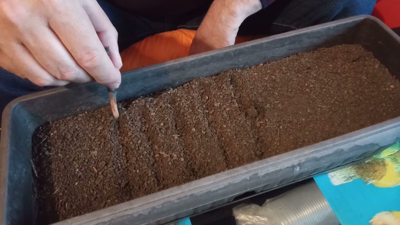 Как да си направи разсад пипер