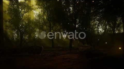 Firefly in Misty Forest with Fog | Motion Graphics - Envato elements