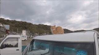 【猫島】トラックの上に登り、人間を見下ろす茶トラ猫