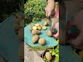 Technique to achieve high yield potato #gardeningadvice