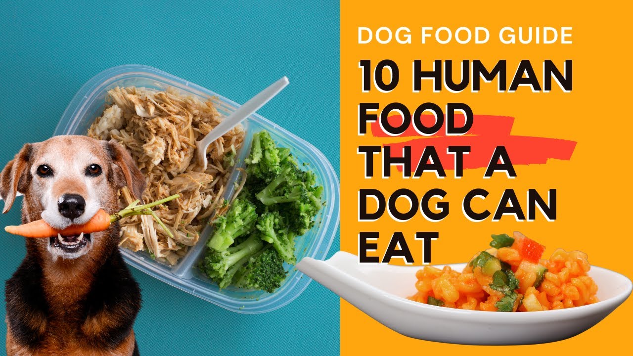 What Types Of Human Food Can Dogs Eat