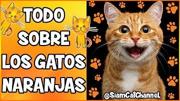 ¿Cómo se llaman los gatos naranjas?