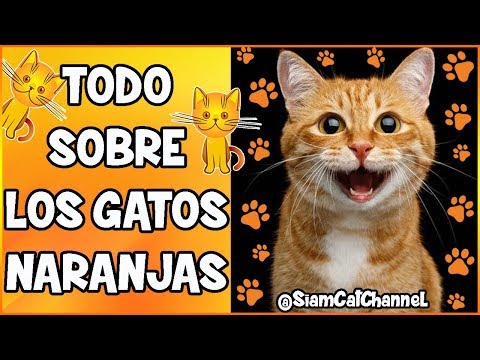 Video: 60 nombres de gato rojo y naranja