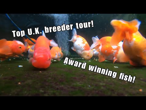 Video: Ranč Goldfish: Dviganje Amazing Fancy Goldfish