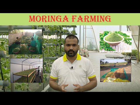 Moringa Farming | Mundhegao, Nashik | NeoGreen Ventures Pvt Ltd. - video from Neogreen Ventures