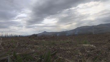 Uprooting the orchards, small pear farmers are turning away