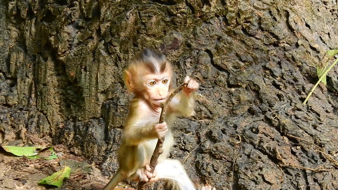 Cute baby monkey Rainbow is not slowdown