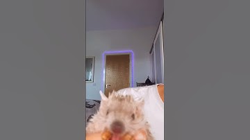 Kyle Thomas 💙 flo eating a big daddy worm #asmr #petsofshort #kylethomas #shorts