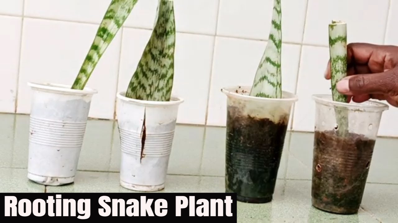 How to Grow Snake Plant from Cutting | Rooting Snake Plant in Soil and Sand