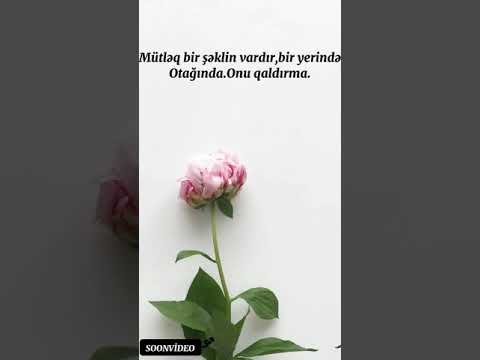 Qadina aid video.Status qadinlara aid sözler.Xanimlara aid gözel sözler.Vatsap qadina aid qisa video