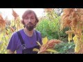 Growing the Mighty Orange Giant Amaranth - Over 10 feet Tall!! AMAZING HEIRLOOM!!