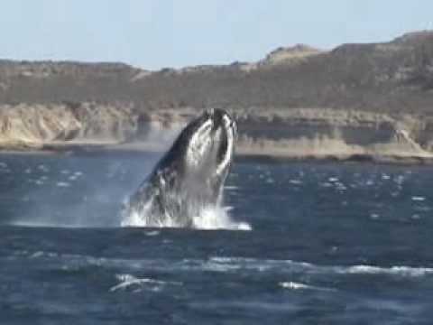 patagonia digital ballenas argentinas puerto piramide