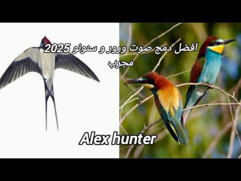 افضل دمج صوت ورور و سنونو 2025 مجرب