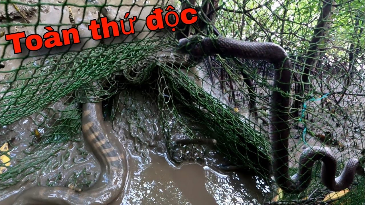 На пляже Данг полно уникальных вещей, которые вы считали плохими, но оказались очень вкусными | G...