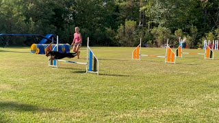 Kestrel Agility Foundations | Shape Up Flatwork L6 - Go line 3 jumps 092022
