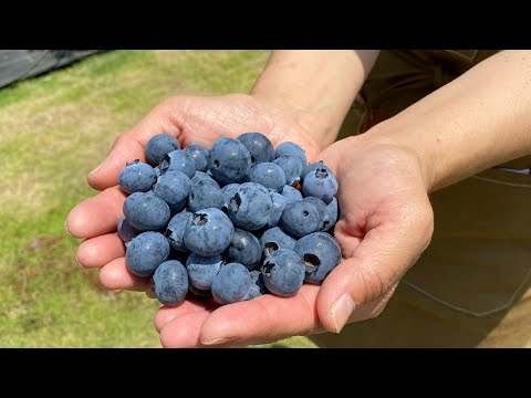 八王子ブルーベリー畑あいめの紹介動画サムネイル