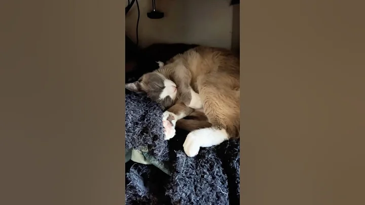 Video 11805641: catlover siamese cutecat, siamese cat cutecats, siamese kitty cat, cute siamese snowshoe cat, sleepy siamese cat