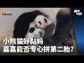 前线追踪 | 小熊猫好黏妈 嘉嘉能否专心拼第二胎？