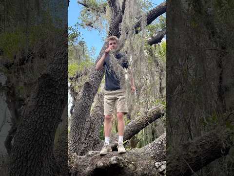 Florida man #fyp #draco #florida #gator #viral #crazz