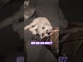 The POLICE trying to ruin my SLUMBER #viral #puppy #funny #funnycute #leavemealone #besties #fyp