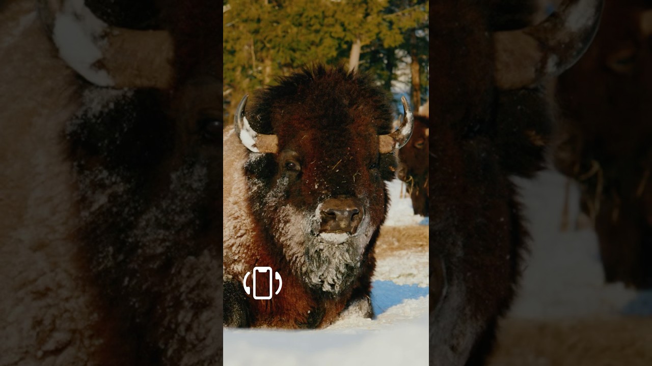 El gigante de Norteamérica… cara a cara