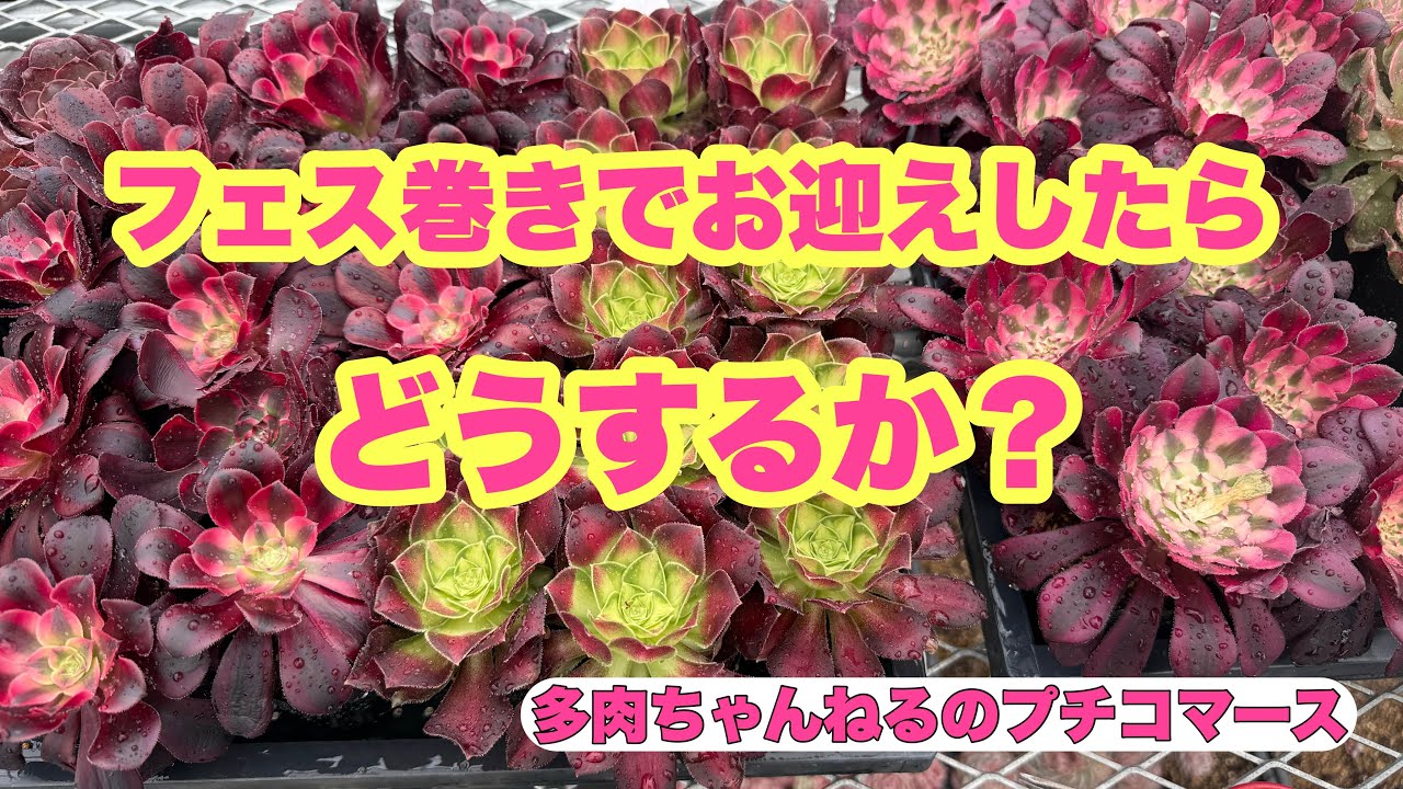 アエオニウム　chibimimi Succulents] Planting the Aeonium I got from a festival wrap! March