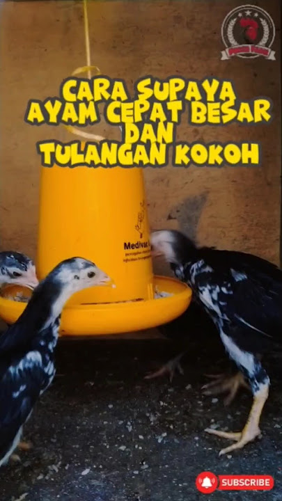 Cara merawat ayam agar cepat besar dan tulangan jadi kokoh