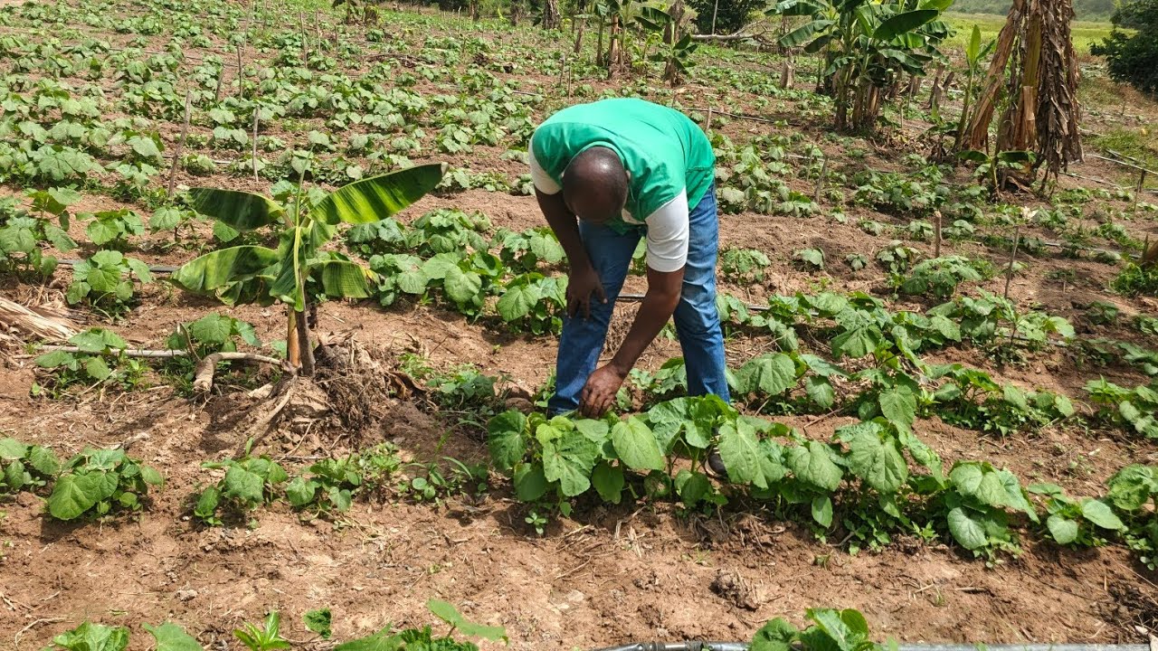 Les étapes indispensable pour éviter le jaunissement du gombo