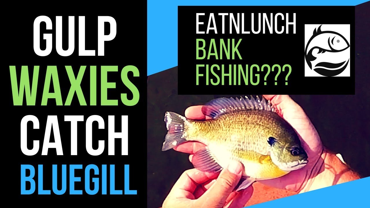 Bluegill Bank Fishing   Gulp Alive Waxies