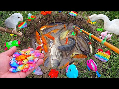 Tangkap ikan akuarium cantik dikolam, ikan mas, ikan lele, ikan hias, ikan cupang, ikan besar, angsa