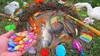 Catch beautiful aquarium fish in the pond, goldfish, catfish, ornamental fish, betta fish, big fish