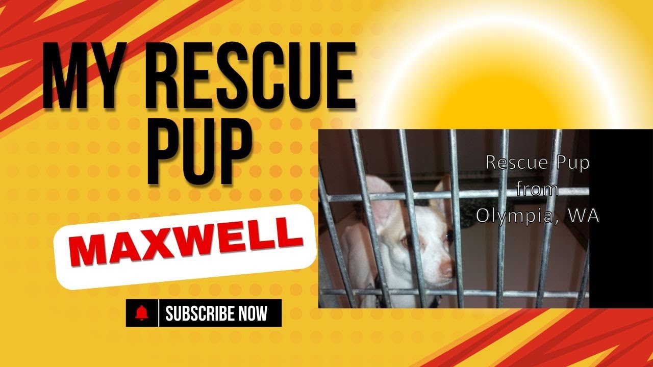 My Rescue Pup #best - YouTube