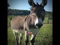 حمار قديم حمار جديد 