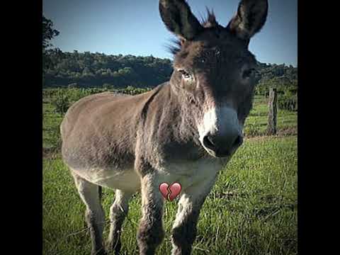 حمار قديم حمار جديد 