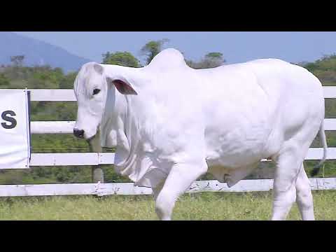 LOTE 88   FHGN A8465