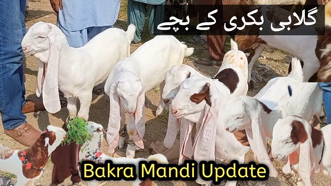 Gulabi Goats Pakistan Gulabi Baby Goats YouTube