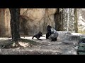 Silverback gorilla at Ft Worth zoo gets angry