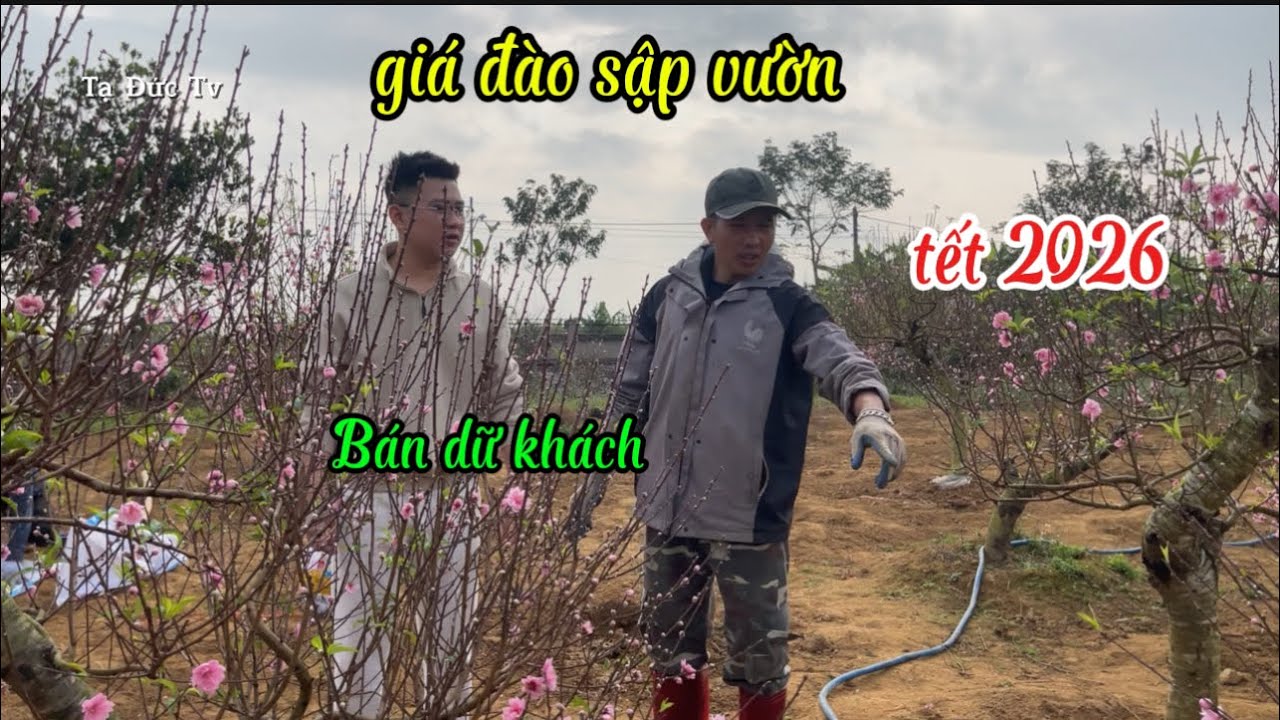 Она даже быстро их распродала, потому что персиковые деревья зацвели слишком быстро.