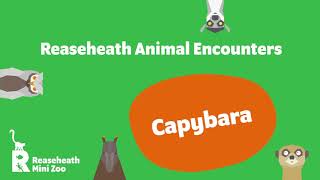 Reaseheath Mini Zoo Animal Encounters - Capybara