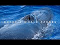 Brydes whale surfacing futurismo azores