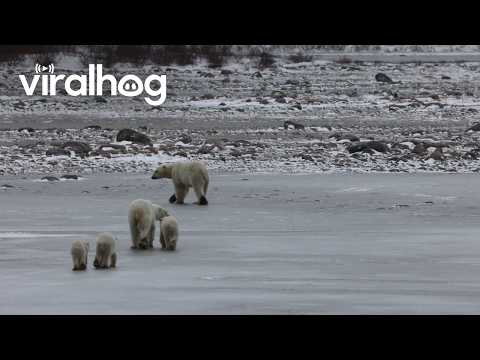 Protective Polar Bear Mom Keeps Nearby Male Away from Her Cubs || ViralHog