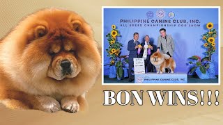 Chow Chow: Bon Returns at the FCI Shows to win Back to Back Best of Breed