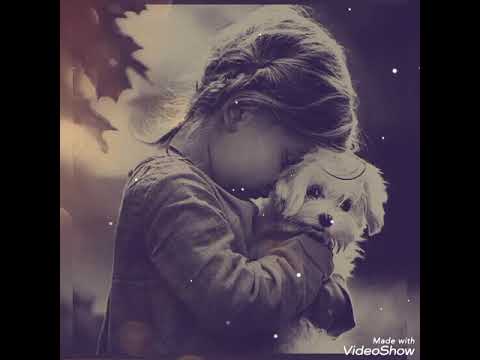 حمزه نمره داري ياقلبي