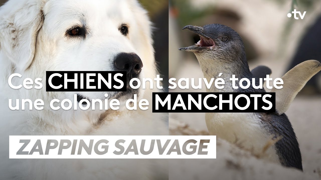 ⁣Ces chiens ont sauvé une colonie de manchots - ZAPPING SAUVAGE