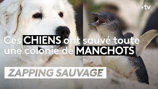 Ces chiens ont sauvé une colonie de manchots - ZAPPING SAUVAGE