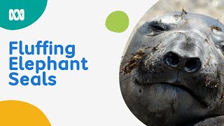Fluffing Elephant Seals Noisy By Nature Podcast Abc Kids