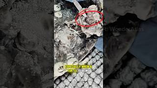 Have you ever wondered if removing barnacles from a sea turtle hurts? #SeaTurtle #Barnacle