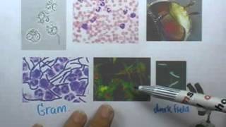 ormBio ver2 : ชีววิทยา PAT มีนาคม ปี2553 ตอน01