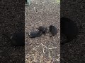 Little Devils