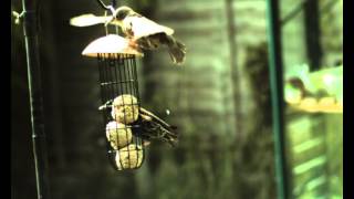 Starling Landing 02
